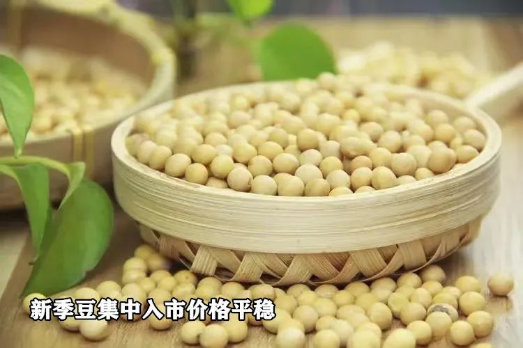 新季豆集中入市价格平稳